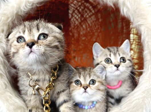 Scottish British Black Golden Tabby Yavrular