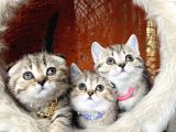 Scottish British Black Golden Tabby Yavrular