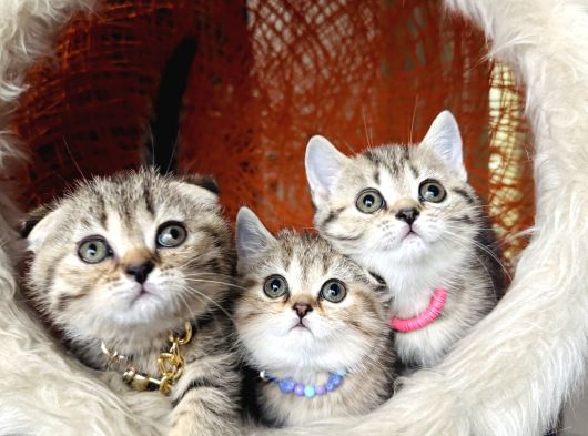 Scottish British Black Golden Tabby Yavrular görsel