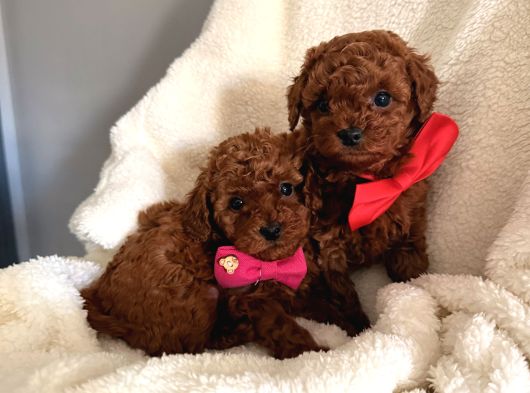 En Güzell Poodle Yavruları Bizdeee görsel