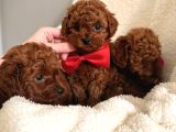 En Güzell Poodle Yavruları Bizdeee