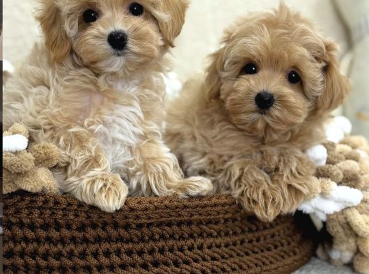 Maltipoo Tüy Dökmeyen Büyümeyen Bebekler