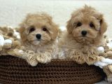 Maltipoo Tüy Dökmeyen Büyümeyen Bebekler
