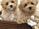 Maltipoo Tüy Dökmeyen Büyümeyen Bebekler