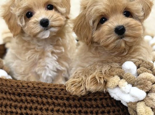 Maltipoo Tüy Dökmeyen Büyümeyen Bebekler görsel