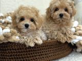 Maltipoo Tüy Dökmeyen Büyümeyen Bebekler