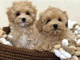 Maltipoo Tüy Dökmeyen Büyümeyen Bebekler