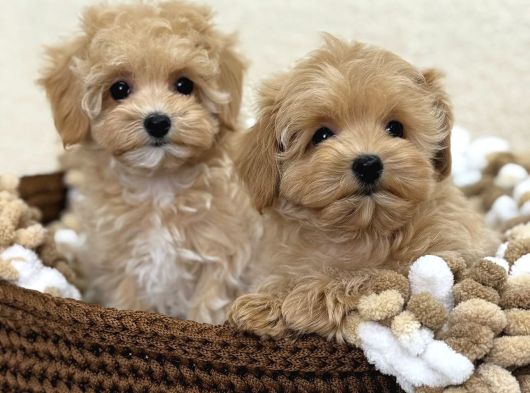 Maltipoo Tüy Dökmeyen Büyümeyen Bebekler görsel