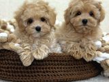 Maltipoo Tüy Dökmeyen Büyümeyen Bebekler