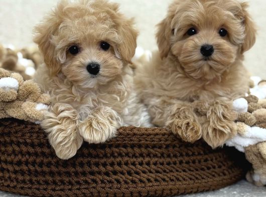 Maltipoo Tüy Dökmeyen Büyümeyen Bebekler görsel