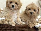 Maltipoo Tüy Dökmeyen Büyümeyen Bebekler