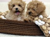 Maltipoo Tüy Dökmeyen Büyümeyen Bebekler