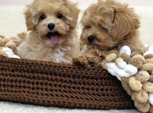 Maltipoo Tüy Dökmeyen Büyümeyen Bebekler görsel