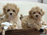 Maltipoo Tüy Dökmeyen Büyümeyen Bebekler