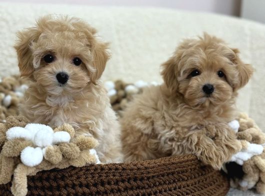 Maltipoo Tüy Dökmeyen Büyümeyen Bebekler görsel