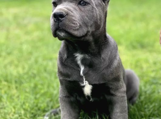 Blue Cane Corso Yavrular görsel