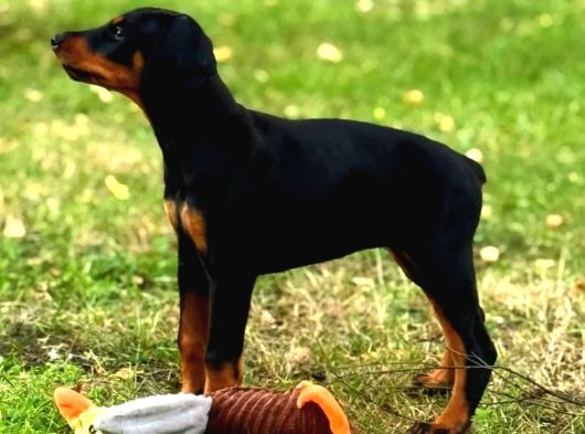 Show Kalite Doberman Yavrular görsel