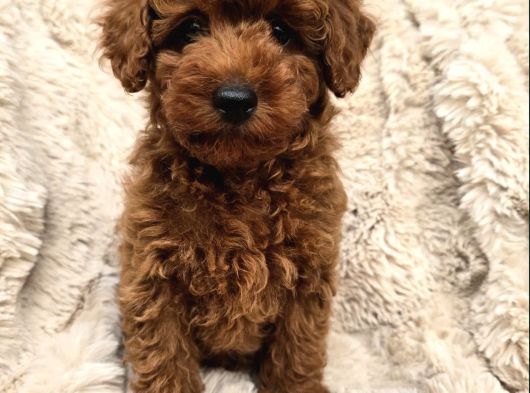Toy Poodle Yavrular Irkının En Güzeli