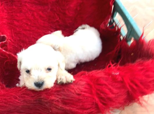 Pamuk Gibi  Kore Maltese Terrier görsel