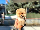 Pomernian Bebek