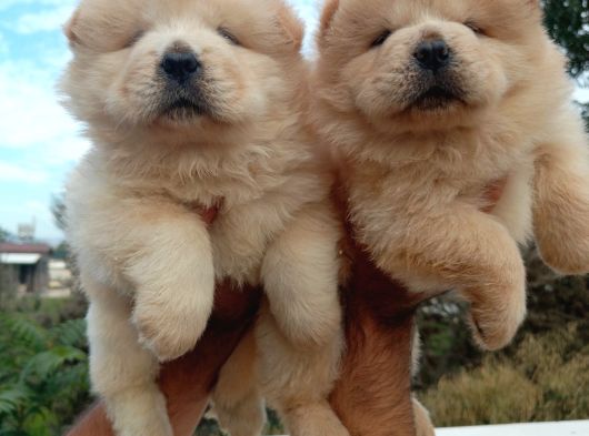 Chow Chow Yavrularımız Mama Malzeme Kampanyalı görsel