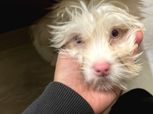 2 Aylık Maltipoo Yavru Mavi Gözlü Pembe Burunlu görsel