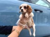 Cavalier King Charles Teslime Hazır Yavrular