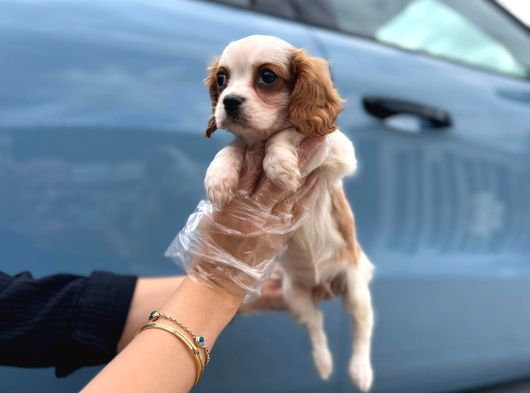 Cavalier King Charles Teslime Hazır Yavrular görsel