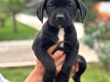 Cone corso yavrularımız çiftliğimızden