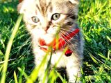 40Günlük  Silwer Tabby Scotish Ve British Yavrular