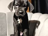 Safkan Black Cane Corso Yavrular