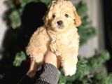 Aprikot  poodle bebeklerimiz