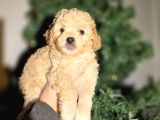 Aprikot  Poodle Bebeklerimiz