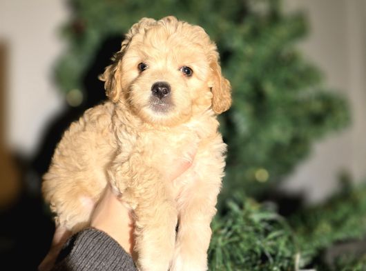 Aprikot  Poodle Bebeklerimiz görsel