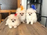 Pomarian Boo Tedy Bear Şampiyon Scr Anne Babadan A Pedigre