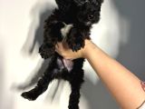Bernedoodle Yavruları