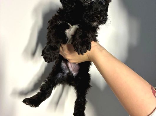 Bernedoodle Yavruları görsel