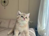 Bluegolden Ay11 Bri̇ti̇sh Shorthai̇r
