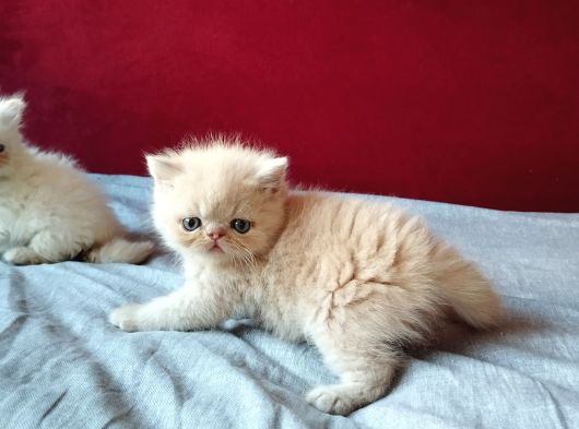 Safkan Şecereli İran Bebekler görsel