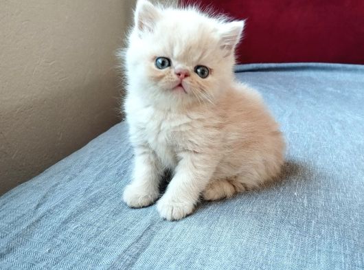 Safkan Şecereli İran Bebekler görsel