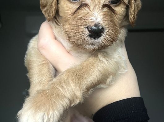 Bernedoodle Yavruları görsel