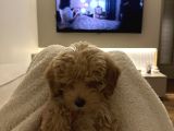Çok Tatlı Maltipoo