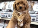 Tüy Dökmeyen Koku Yapmayan Mini Maltipoo Yavrularımız
