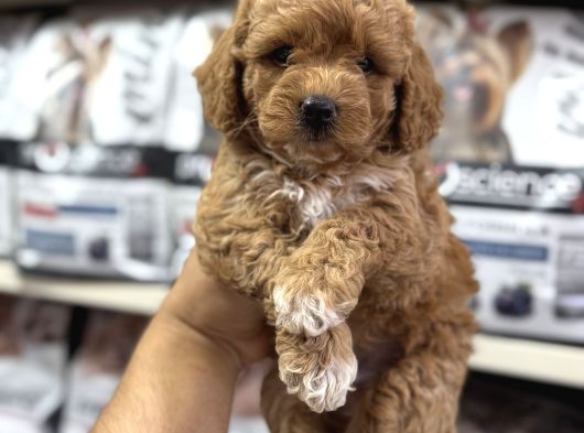 Tüy Dökmeyen Koku Yapmayan Mini Maltipoo Yavrularımız görsel