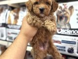 Tüy dökmeyen koku yapmayan mini maltipoo yavrularımız