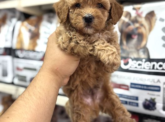 Tüy Dökmeyen Koku Yapmayan Mini Maltipoo Yavrularımız
