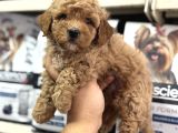 Tüy Dökmeyen Koku Yapmayan Mini Maltipoo Yavrularımız