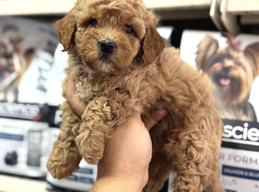 Tüy Dökmeyen Koku Yapmayan Mini Maltipoo Yavrularımız görsel
