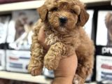 Tüy Dökmeyen Koku Yapmayan Mini Maltipoo Yavrularımız