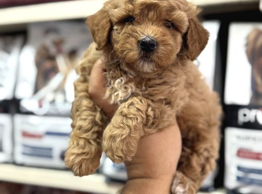 Tüy Dökmeyen Koku Yapmayan Mini Maltipoo Yavrularımız görsel